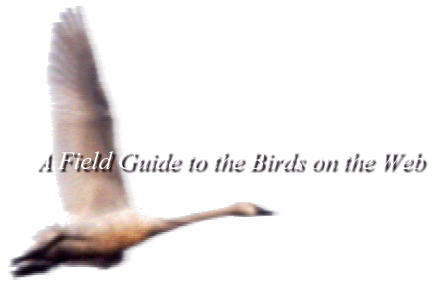 Field Guide to the Birds on the Web
